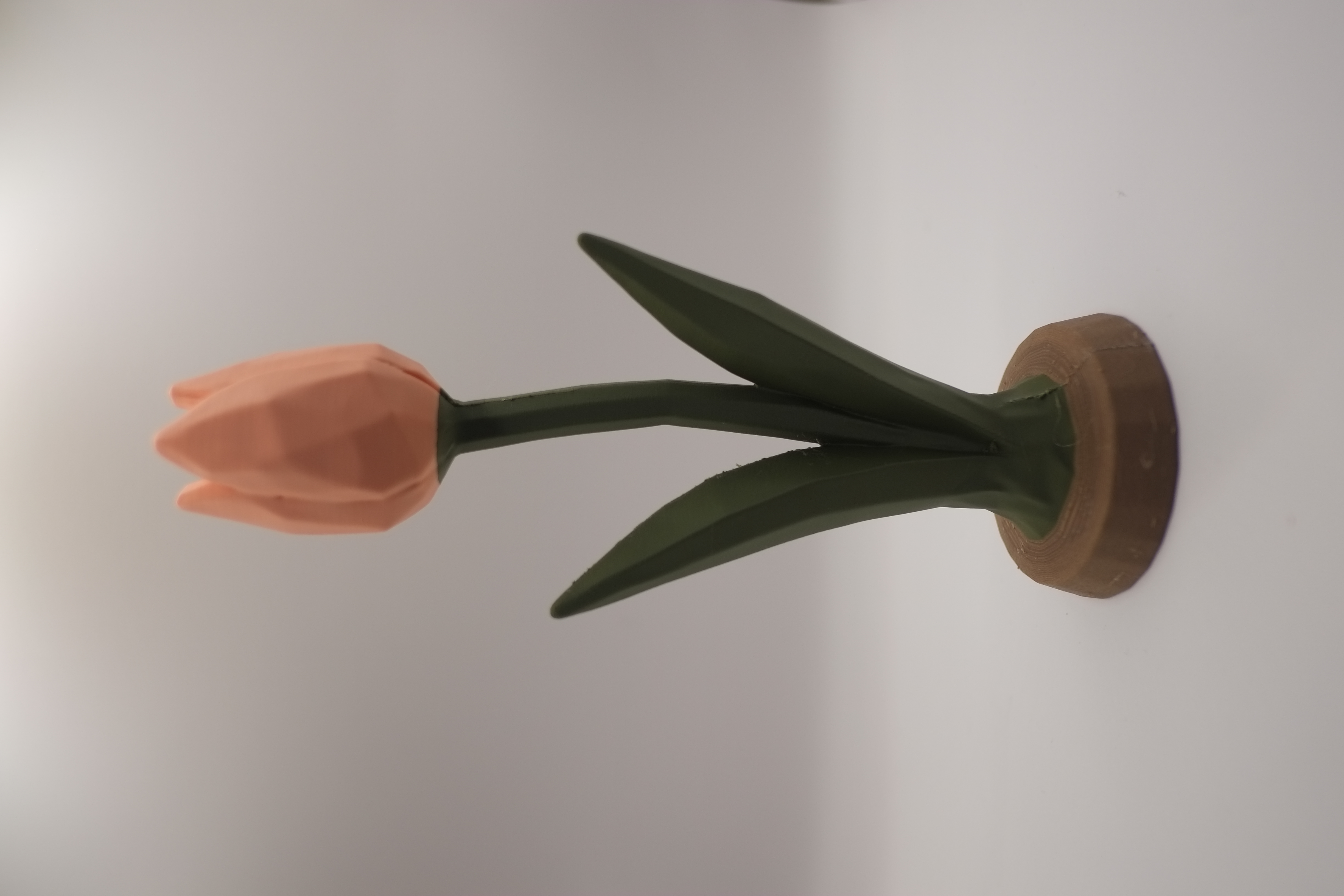 Tulip 2